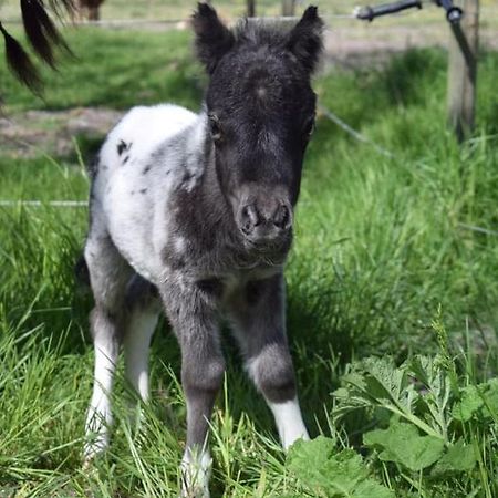 B&B Hoeve Dijkstal Logeren Op De Boerderij シント・マールテン エクステリア 写真